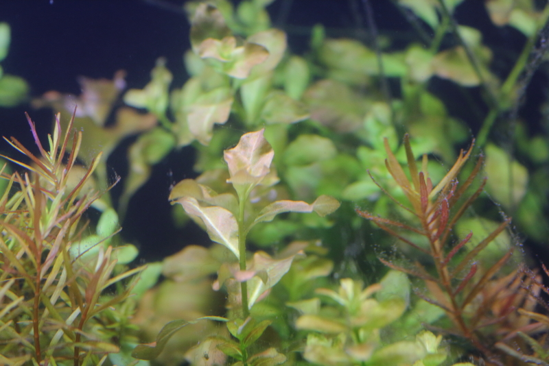 植栽から28日目